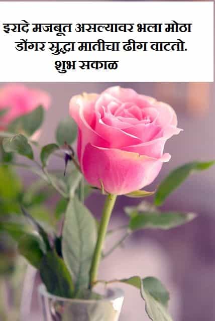 cute pink rose with subha sakal
